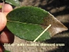 Camellia - all species, hybrids and cultivars