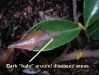 Camellia - all species, hybrids and cultivars