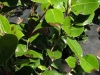 Camellia - all species, hybrids and cultivars