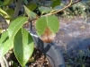 Camellia - all species, hybrids and cultivars