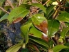 Camellia - all species, hybrids and cultivars