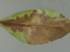 Mountain laurel - all species, hybrids and cultivars
