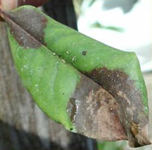 A rhododendron leaf displaying symptoms of sudden oak death.