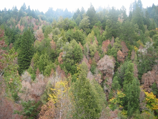 UK dieback of Hemlock, 2011