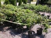 Isolation of plant block Isolation of plant block