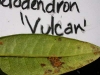 Infected rhododendron Infected rhododendron