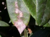 Infected rhododendron Infected rhododendron