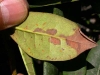 Infected rhododendron Infected rhododendron