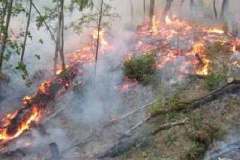 Testing prescribed fire for control 2