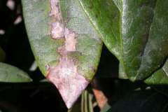 Infected rhododendron
