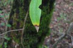 Symptomatic bay leaf