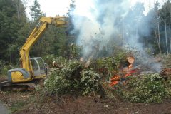 Machine piling and burning tanoak in a SOD infestation (NA1 lineage of P. ramorum). Curry County, OR. December, 2015.