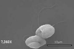 Zoospores
