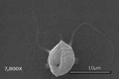 Zoospores