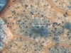 Chlamydospores Chlamydospores