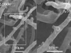 Hyphae Hyphae