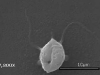 Zoospores Zoospores