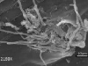 Hypahe in lenticels Hypahe in lenticels