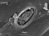 Lenticel Lenticel