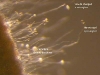 Sporangia Sporangia