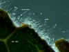 Sporangia Sporangia