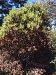 Arctostaphylos virgata Arctostaphylos virgata