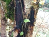 Birch Birch