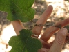 California black oak California black oak