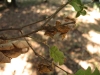 California black oak California black oak