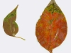 Camphor Camphor