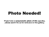 California wood fern California wood fern