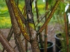 Daphniphyllum glaucescens Daphniphyllum glaucescens