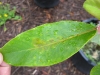 Daphniphyllum glaucescens Daphniphyllum glaucescens