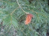 White fir White fir