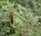 Grand fir Grand fir