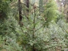 Grand fir Grand fir