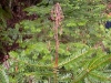 Grand fir Grand fir
