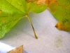 Vine maple Vine maple