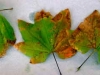 Vine maple Vine maple