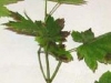 Vine maple Vine maple