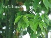 Evergreen maple Evergreen maple