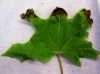 Big leaf maple Big leaf maple