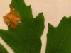 Big leaf maple Big leaf maple