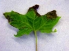 Big leaf maple Big leaf maple