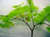 Western maidenhair fern Western maidenhair fern
