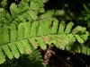 Western maidenhair fern Western maidenhair fern