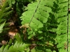 Western maidenhair fern Western maidenhair fern