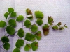 California maidenhair fern California maidenhair fern