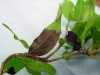 Manzanita (A. columbiana) Manzanita (A. columbiana)