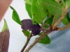 Manzanita (A. columbiana) Manzanita (A. columbiana)